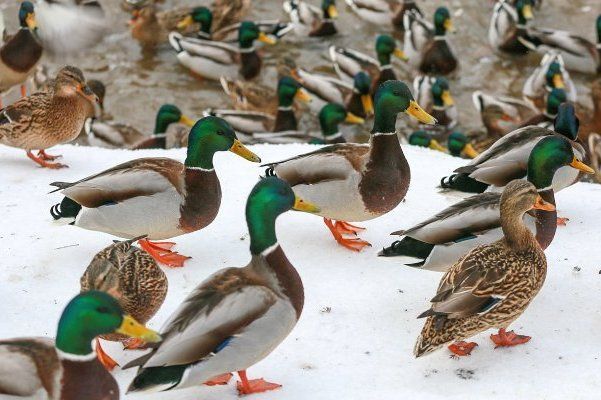 В Зеленограде в воскресенье пройдет очередная «утиная перепись»