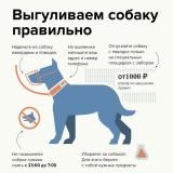 Правила содержания и выгула собак