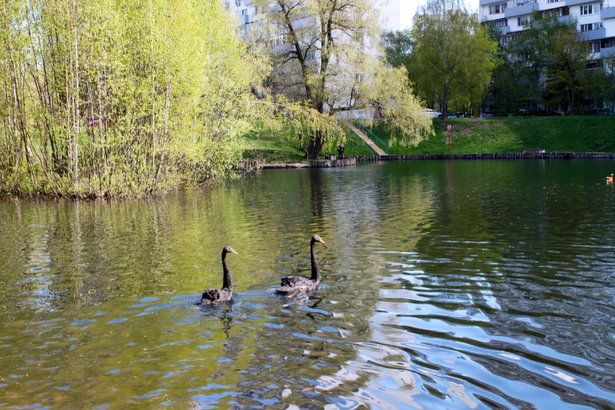 На Быково болото после зимовки вернулись лебеди