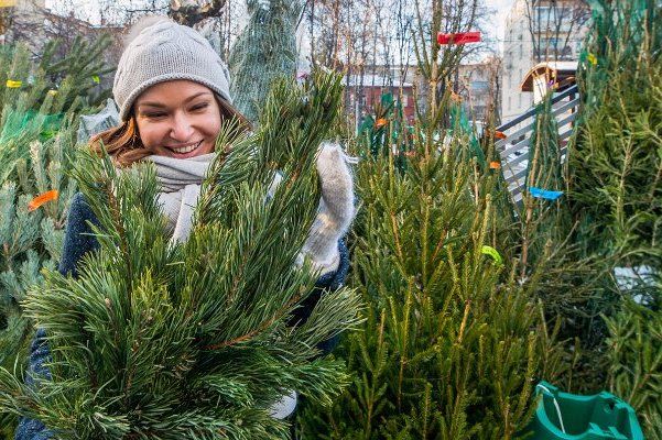20 декабря в районе Матушкино откроются два елочных базара