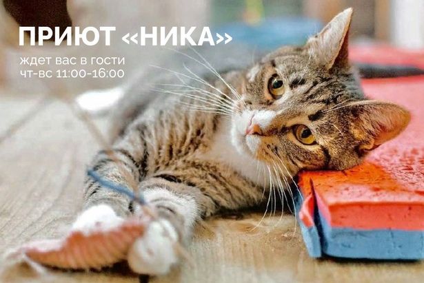 Собачки и котики приюта «Ника» ждут зеленоградцев в гости