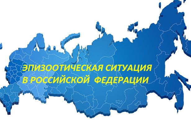 Очаг африканской чумы в Курской области и другая информация от Минсельхоза РФ