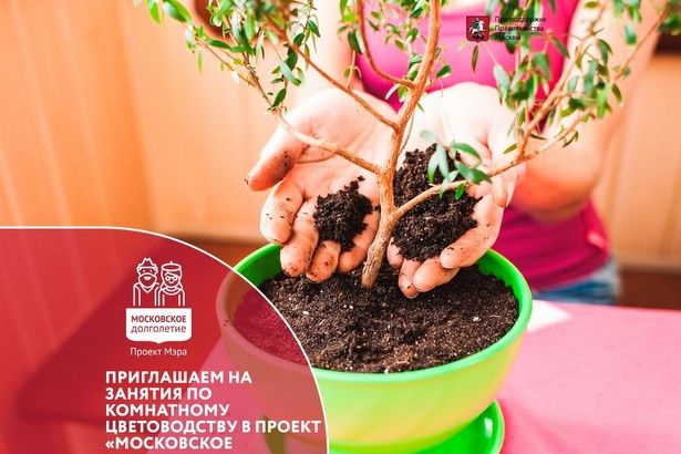 В Матушкино в рамках «Московского долголетия» работает группа по комнатному цветоводству