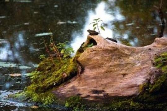 Зеленоградцев приглашают на фотовыставку