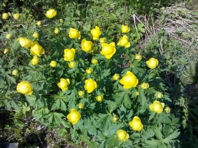 В лесопарках Зеленограда стало больше краснокнижной купальницы 