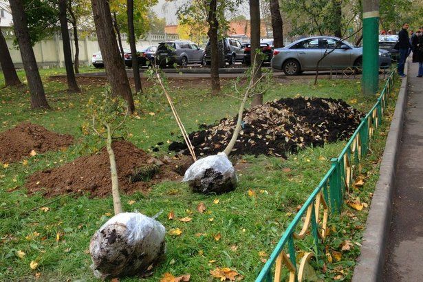 Две дворовые территории в Матушкино ждет комплексное благоустройство