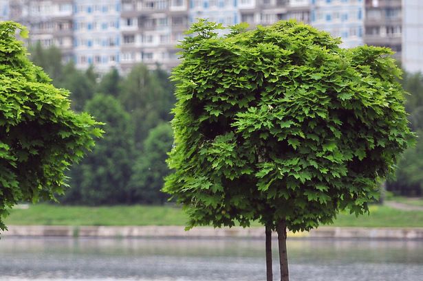 Собянин: Осенью в Москве высадят около 400 тысяч деревьев и кустарников