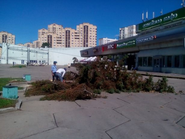 Площадь Юности лишилась хвойных деревьев