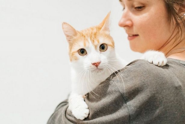 Приют «Ника» радушно принимает гостей, а 12 щенят и кот Кекс ищут дом