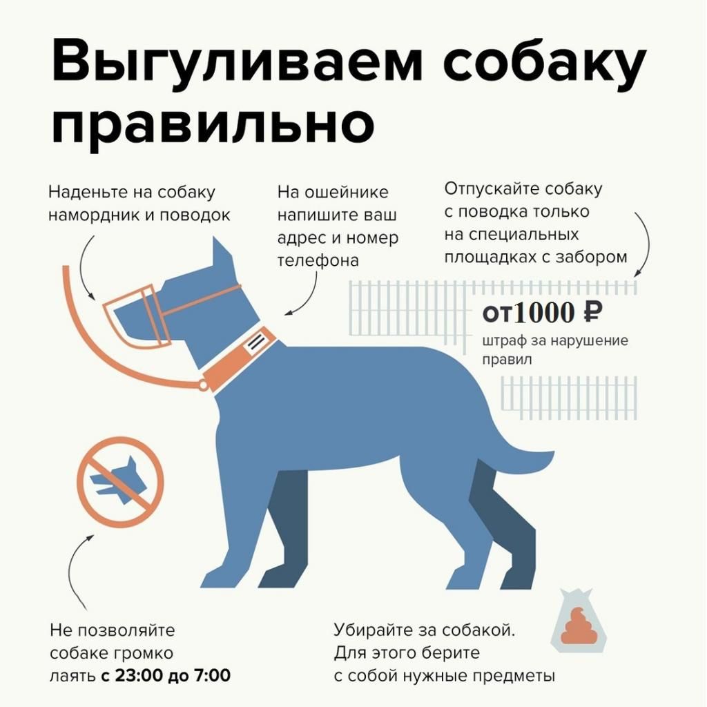Выгул 2.jpeg
