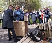В Матушкино вернулись лебеди